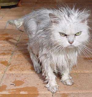 wet-cat.jpg